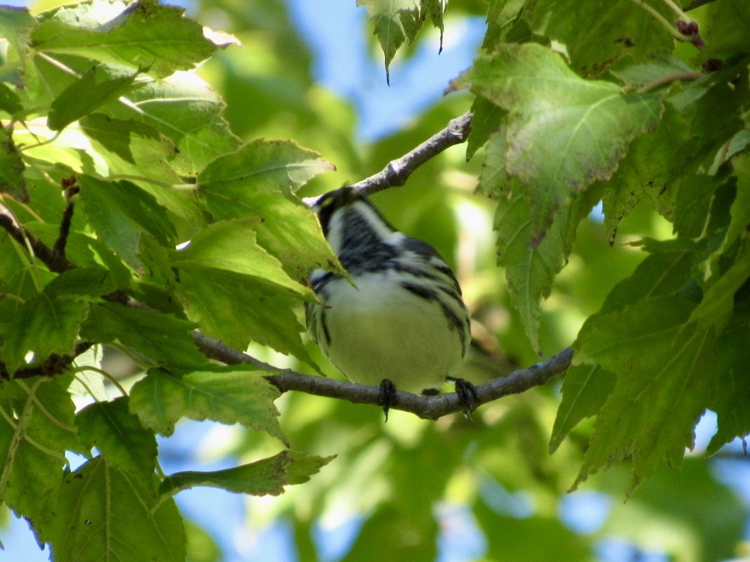 Black-throated Gray Warbler - ML643146687