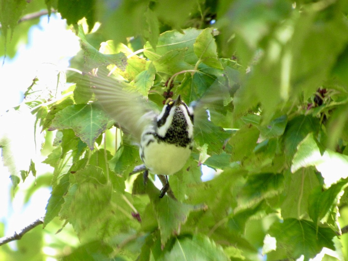 Black-throated Gray Warbler - ML643146688