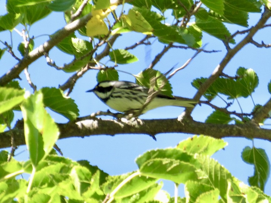 Black-throated Gray Warbler - ML643146689