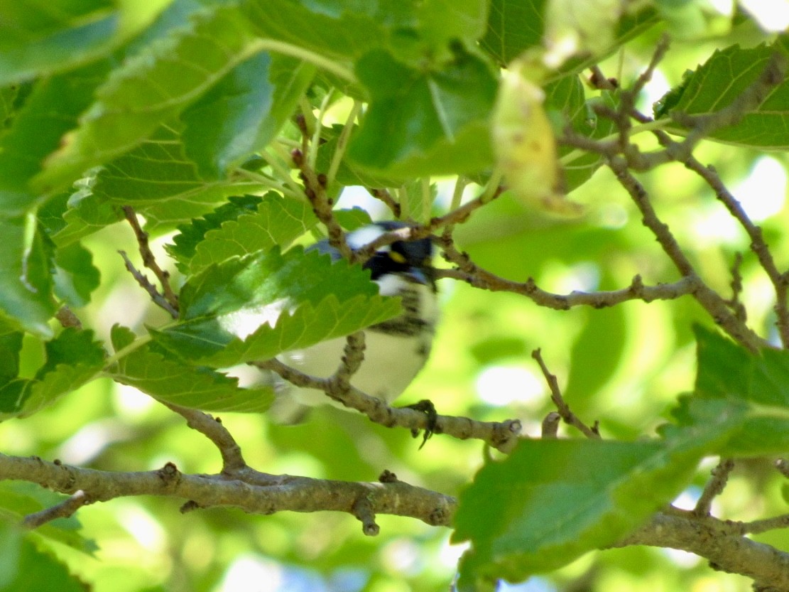 Black-throated Gray Warbler - ML643146690