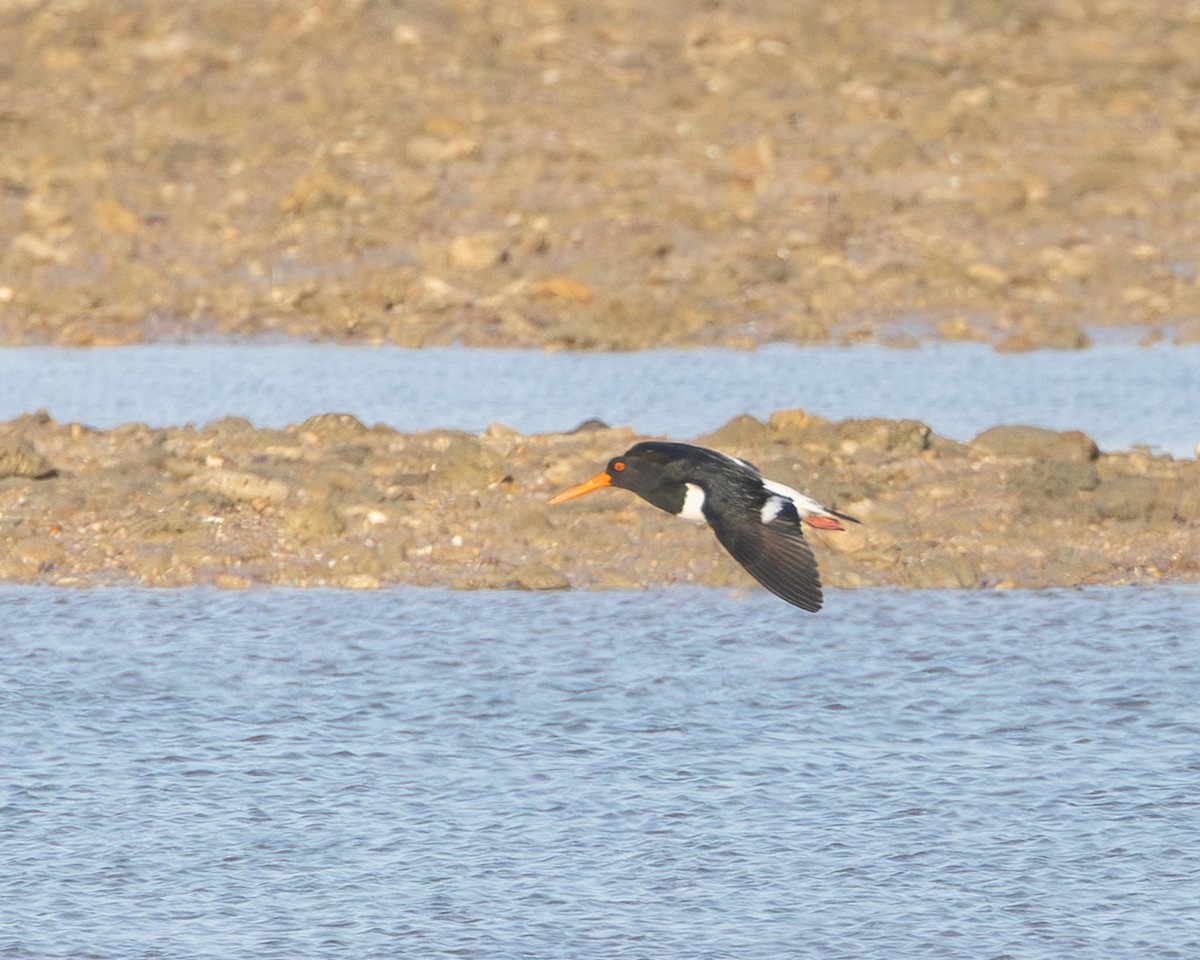 Pied Oystercatcher - ML643146691