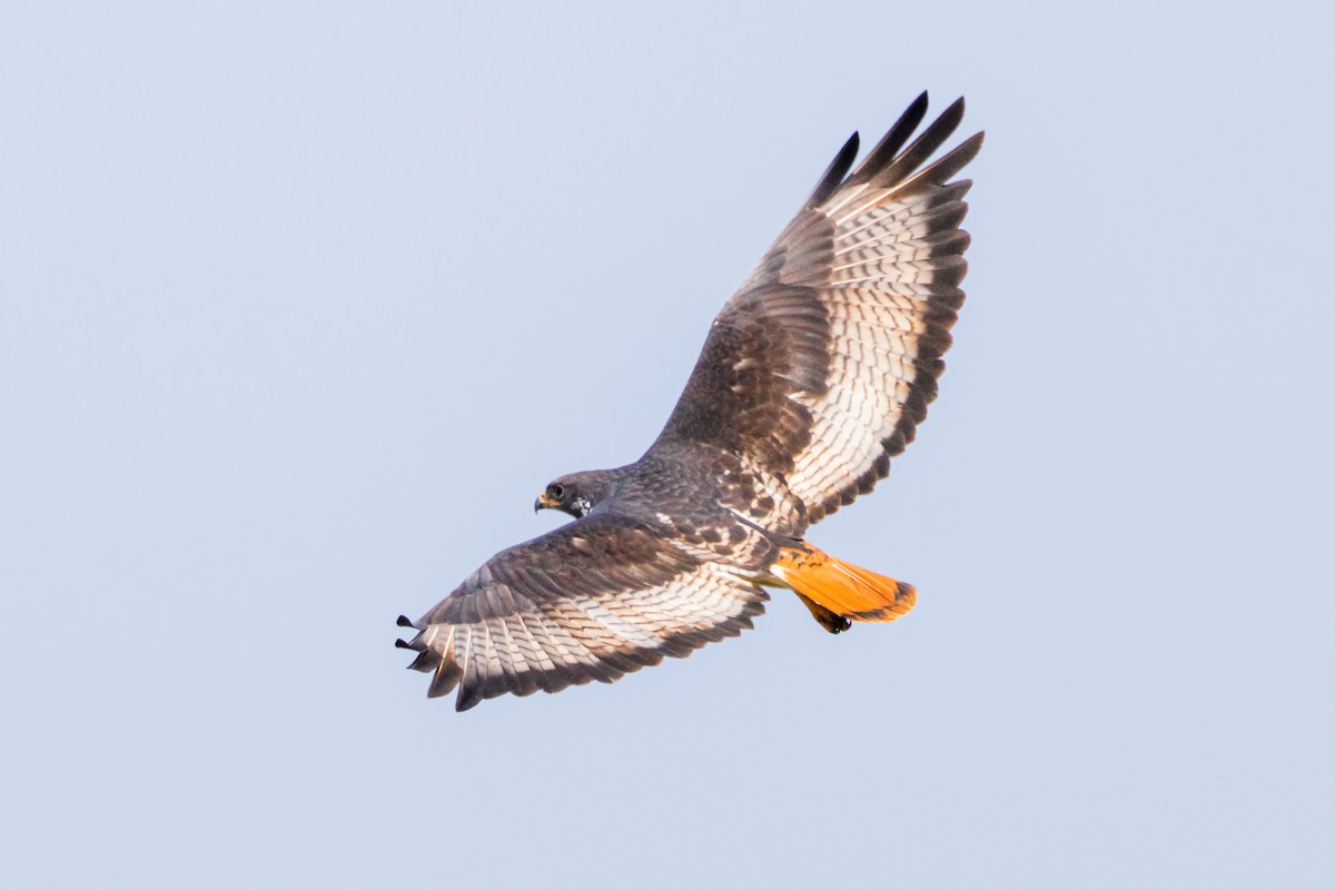Augur Buzzard - ML643146698