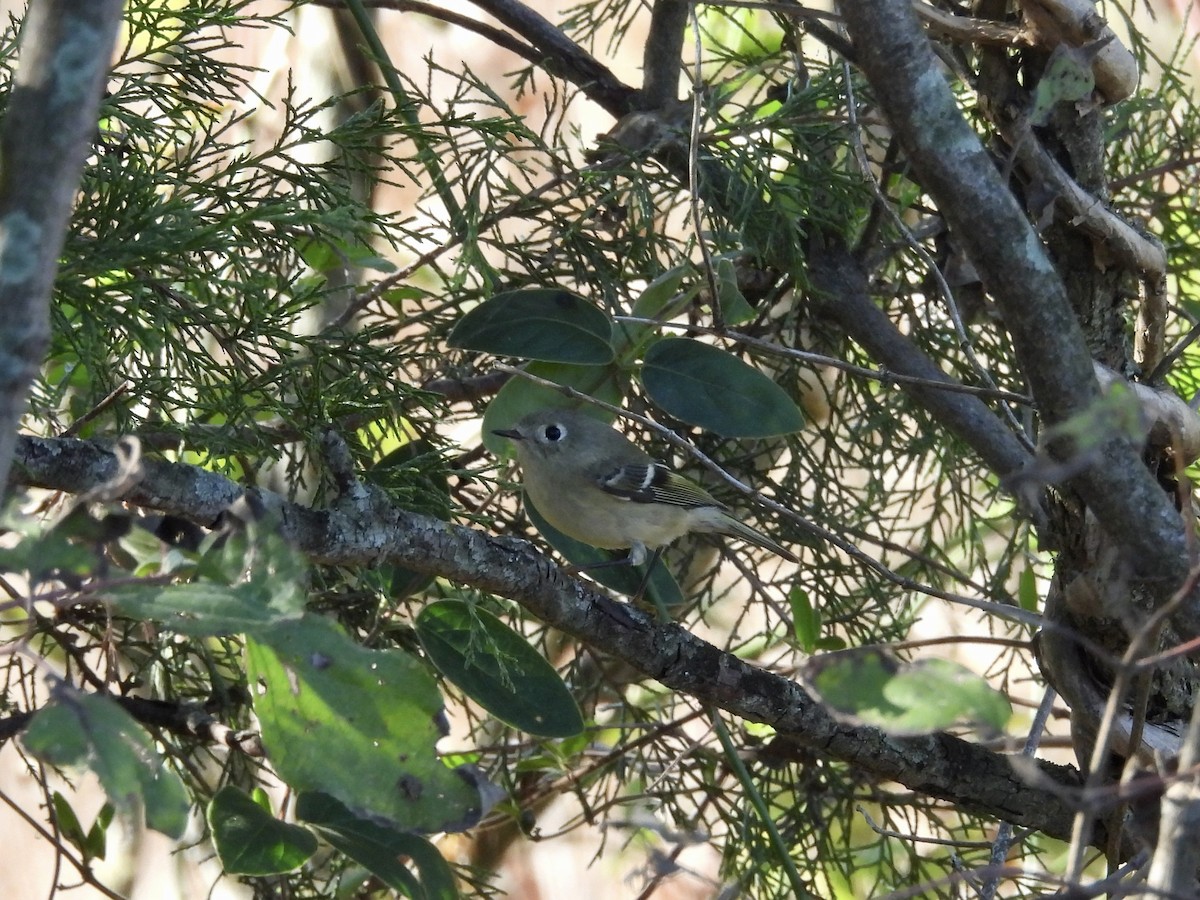 Ruby-crowned Kinglet - ML643146706