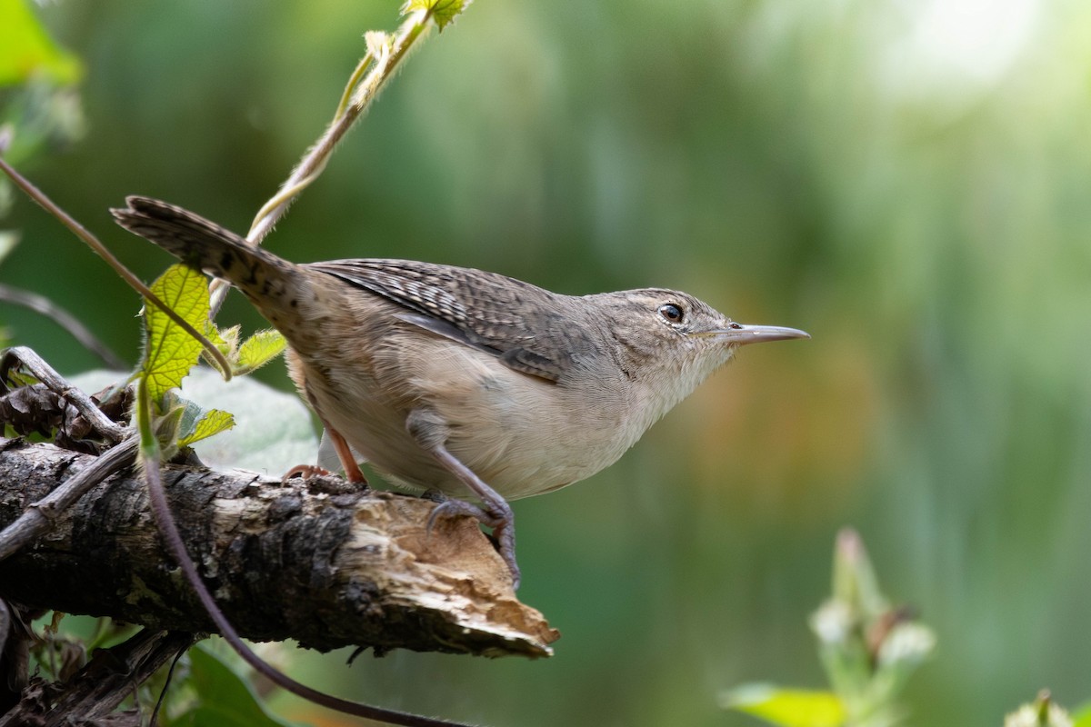 Southern House Wren - ML643146732