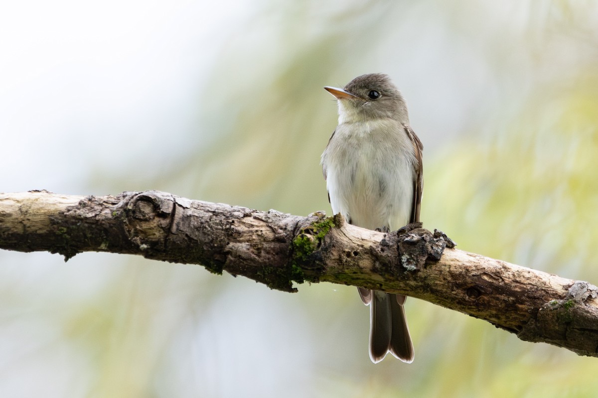 Eastern Wood-Pewee - ML643146782