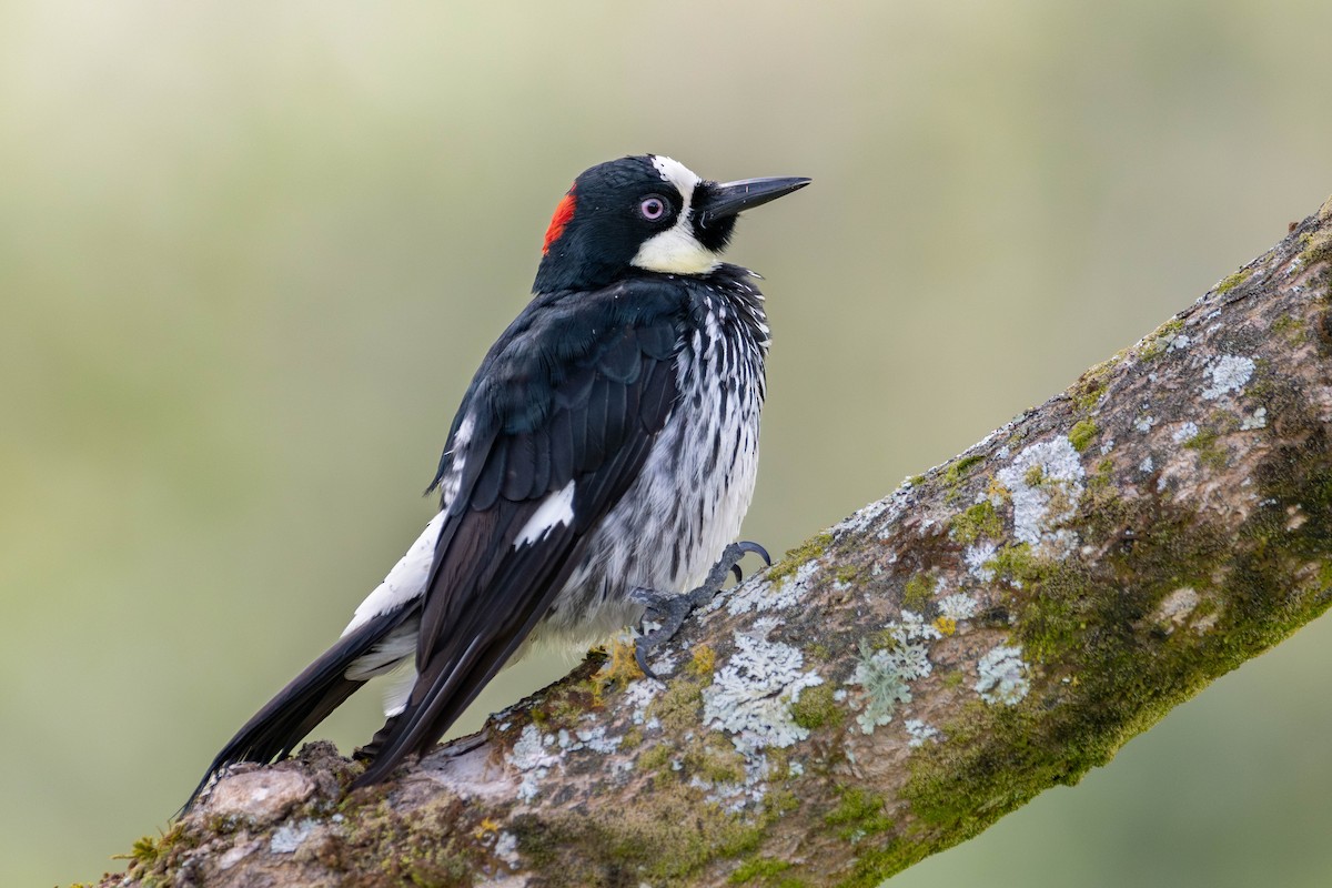Acorn Woodpecker - ML643146788