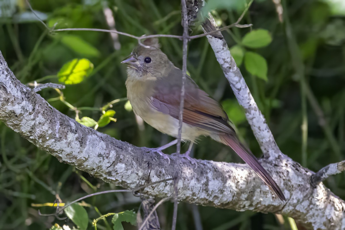 Northern Cardinal - ML643146789