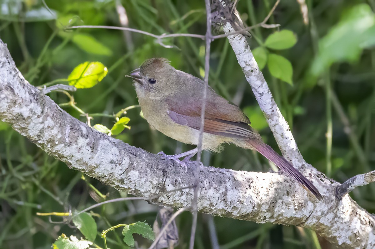 Northern Cardinal - ML643146794