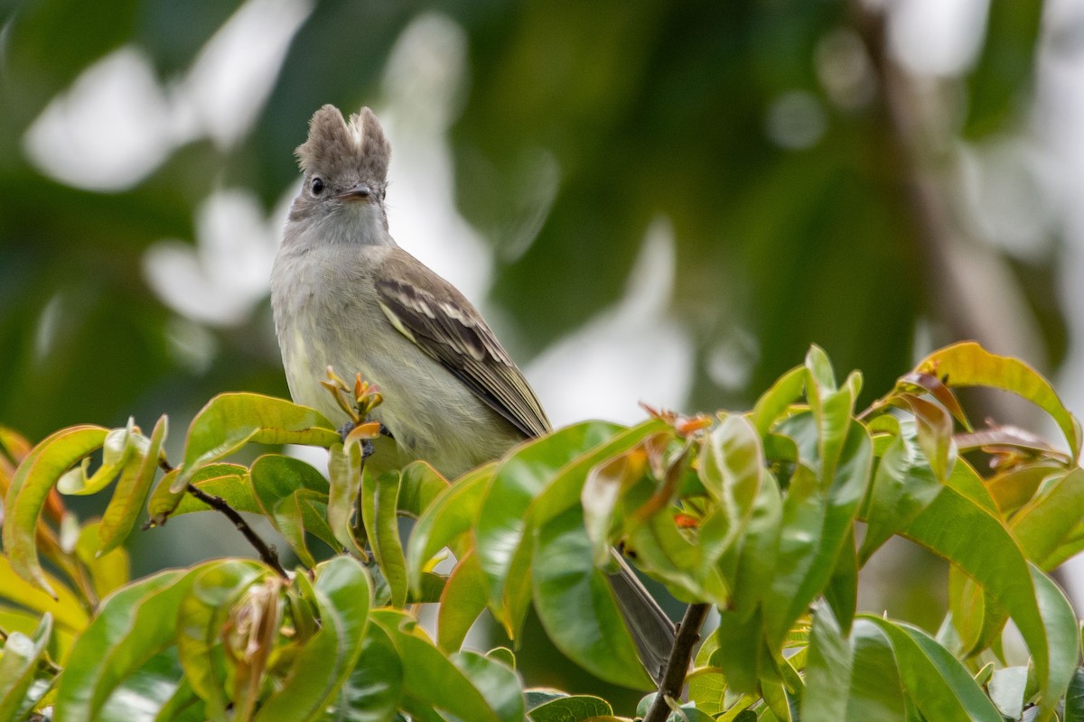 Yellow-bellied Elaenia - ML643146795