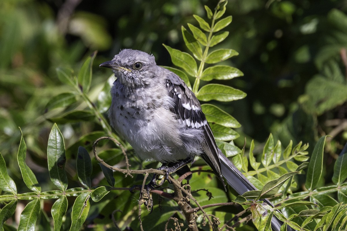 Northern Mockingbird - ML643146802