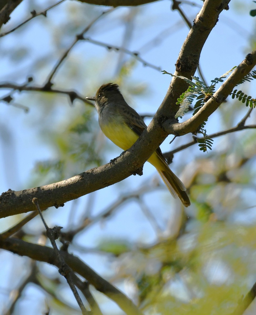 Dusky-capped Flycatcher - ML643146807