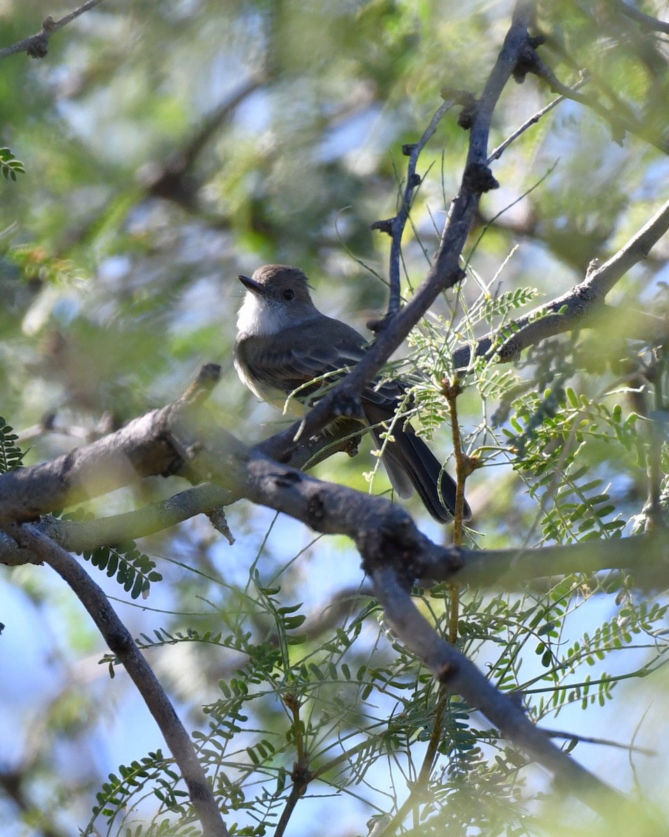 Dusky-capped Flycatcher - ML643146808