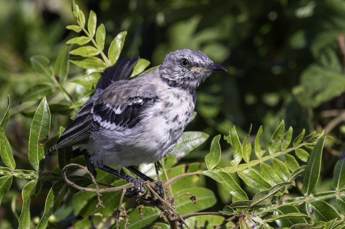 Northern Mockingbird - ML643146809