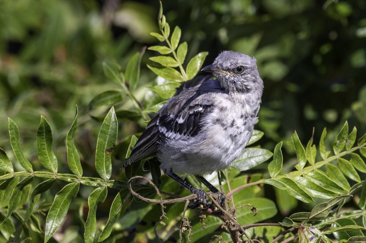 Northern Mockingbird - ML643146811