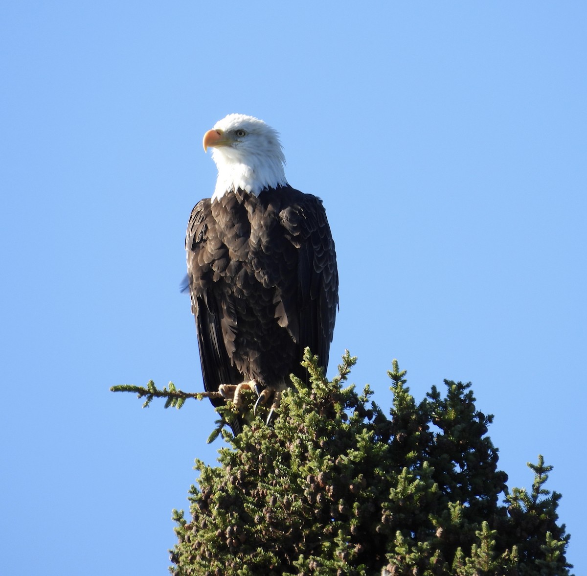 Bald Eagle - ML643146813
