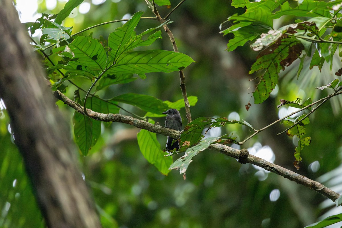Black-crowned Antshrike - ML643146818
