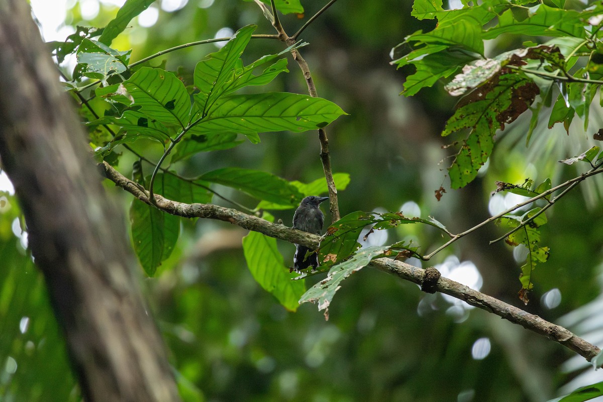 Black-crowned Antshrike - ML643146819