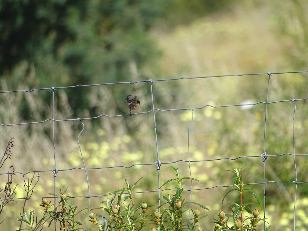 Western Subalpine Warbler - ML643146820