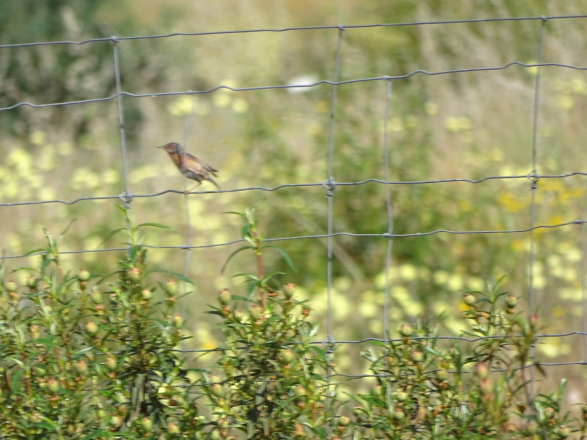 Western Subalpine Warbler - ML643146822