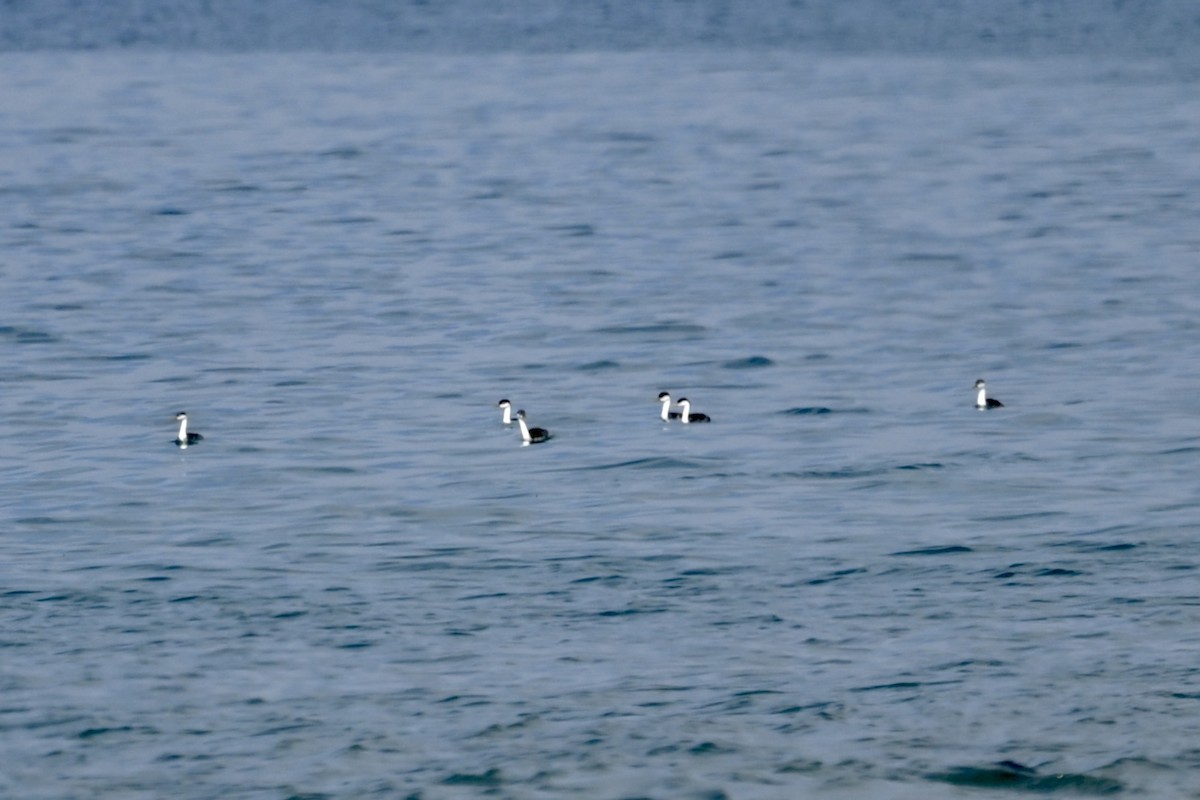 クビナガカイツブリ - ML643146831