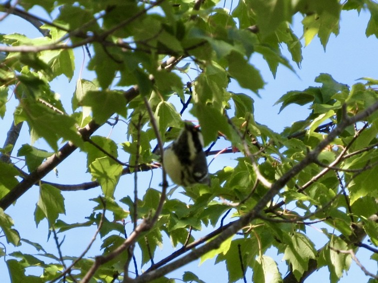 Black-throated Gray Warbler - ML643146839