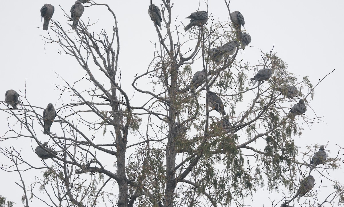 Band-tailed Pigeon - ML643146849