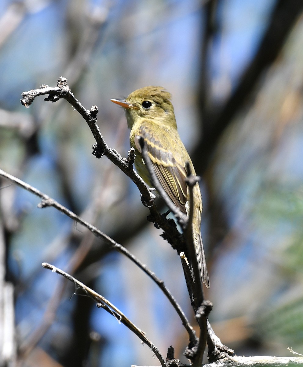 Western Flycatcher - ML643146869