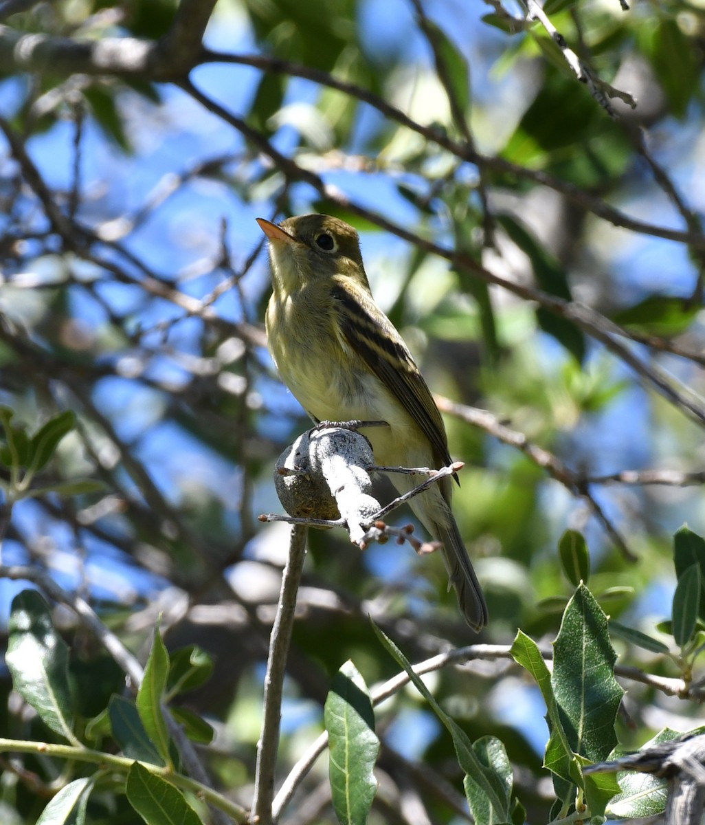 Western Flycatcher - ML643146870