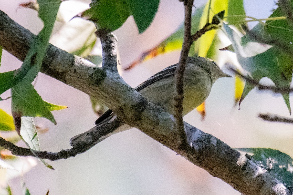 Blackpoll Warbler - ML643146874
