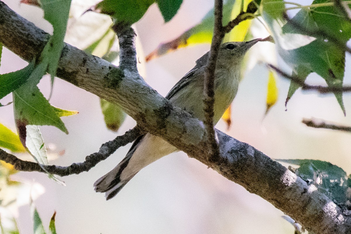 Blackpoll Warbler - ML643146876