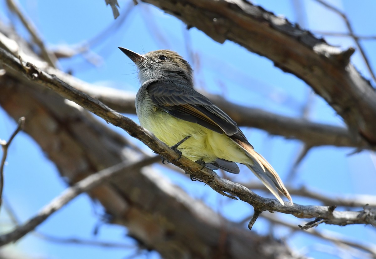 Dusky-capped Flycatcher - ML643146880