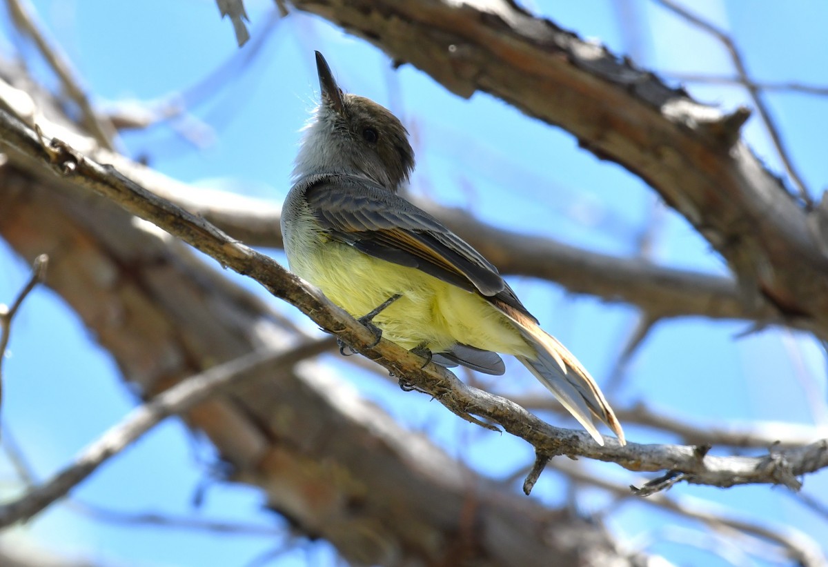 Dusky-capped Flycatcher - ML643146881