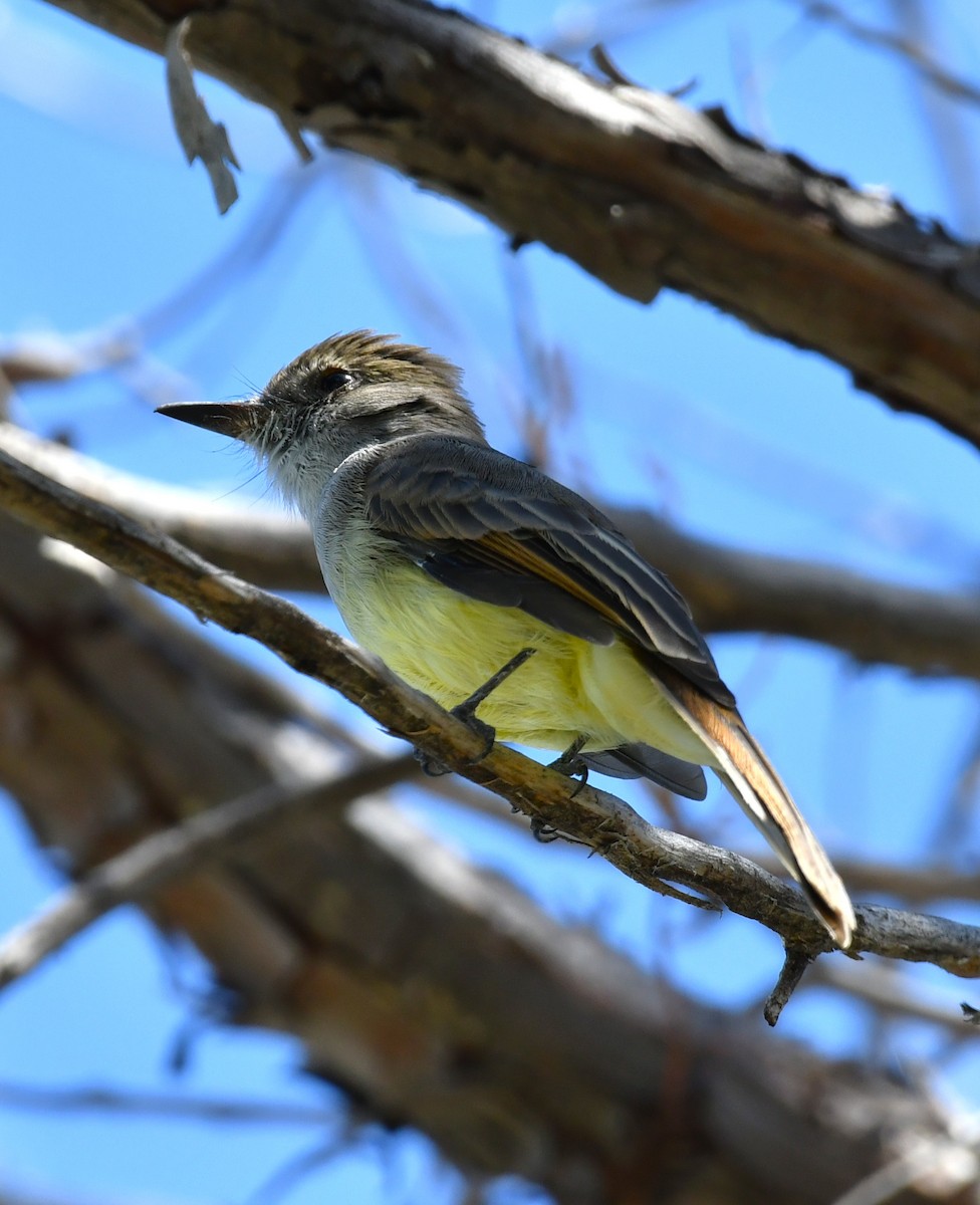 Dusky-capped Flycatcher - ML643146882