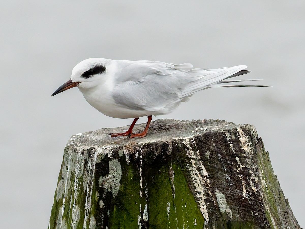 Forster's Tern - ML643146888