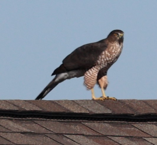 Cooper's Hawk - ML643146889