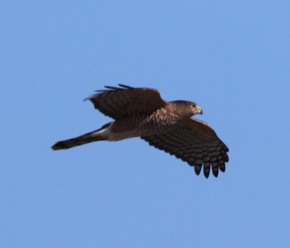 Cooper's Hawk - ML643146890