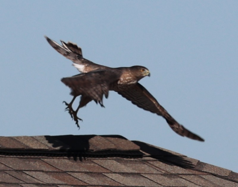 Cooper's Hawk - ML643146891