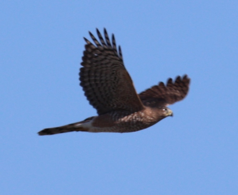 Cooper's Hawk - ML643146892