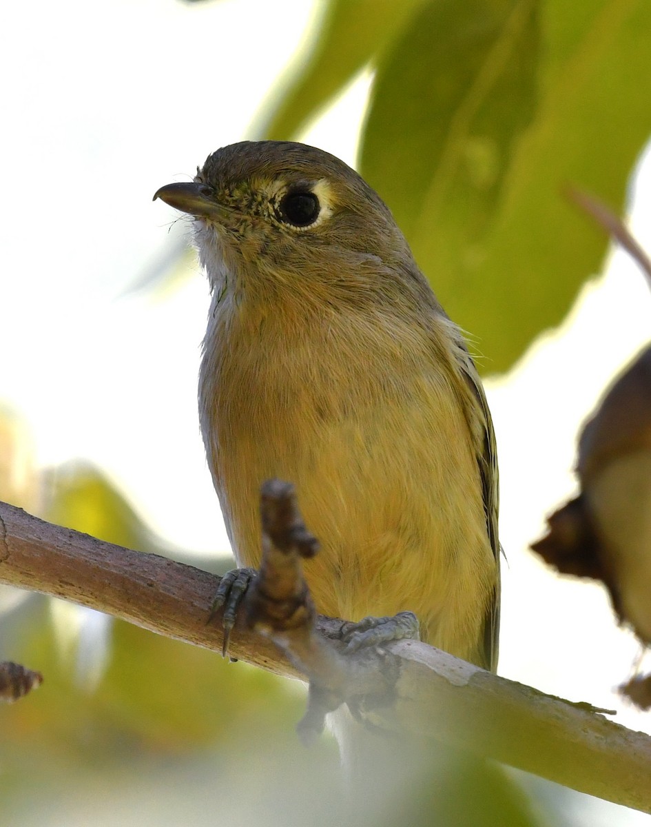 Hutton's Vireo - ML643146898