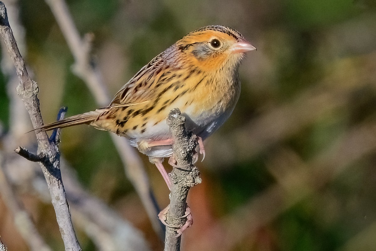LeConte's Sparrow - ML643146900