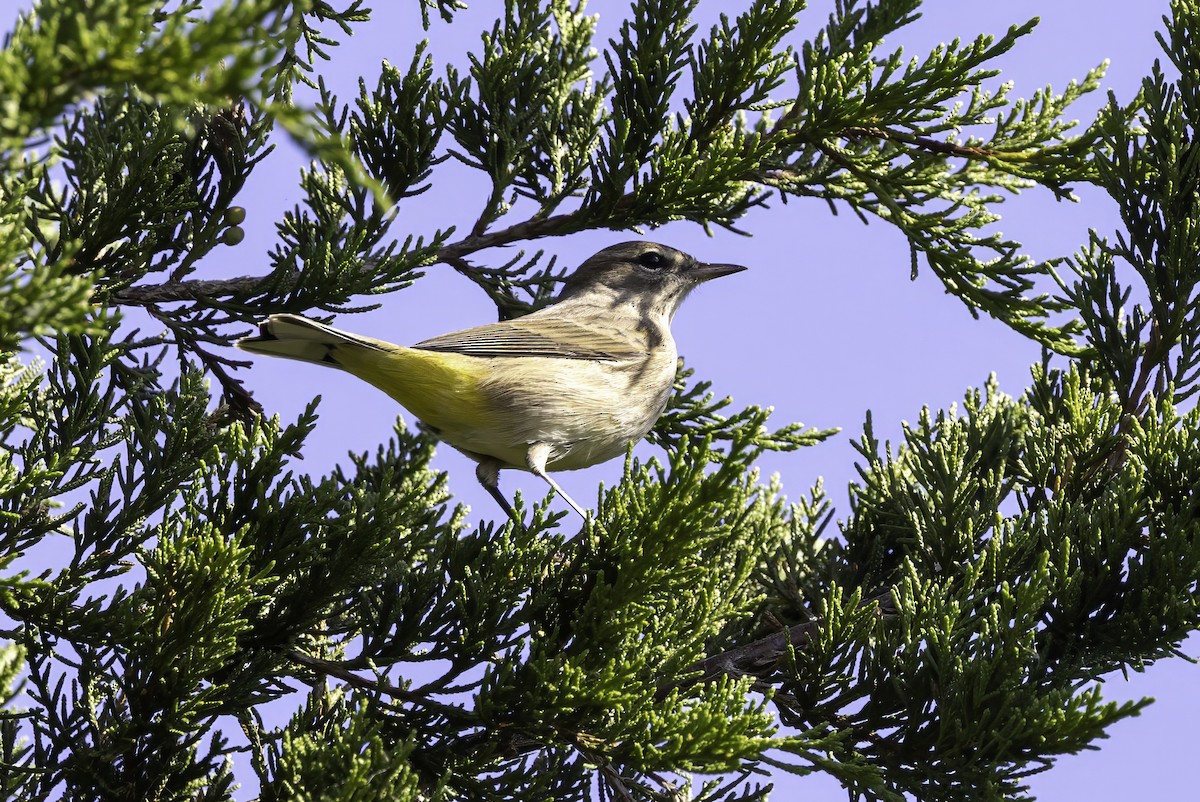 Palm Warbler - ML643146901