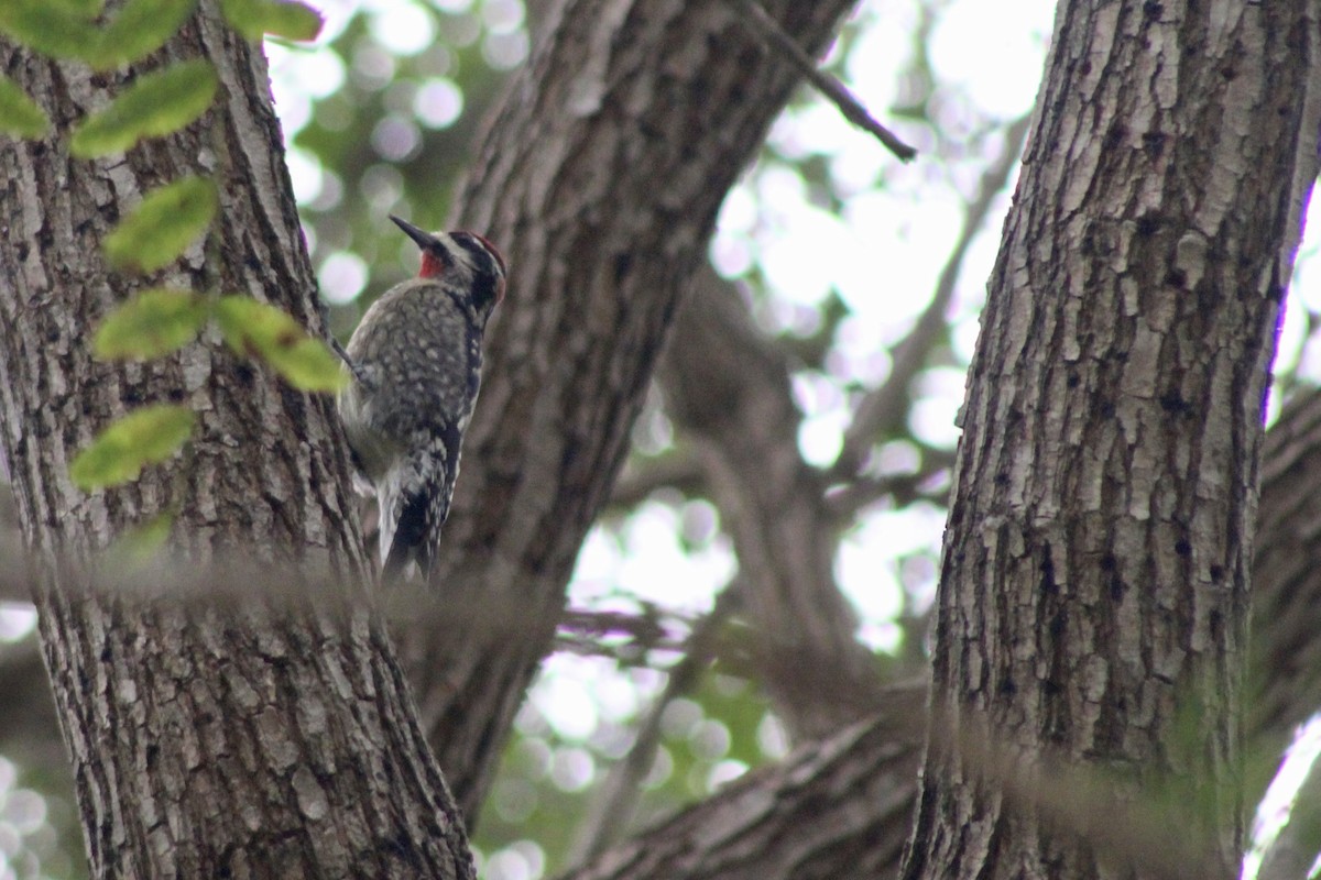 Red-naped Sapsucker - ML643146903