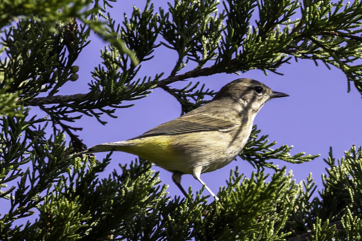 Palm Warbler - ML643146905
