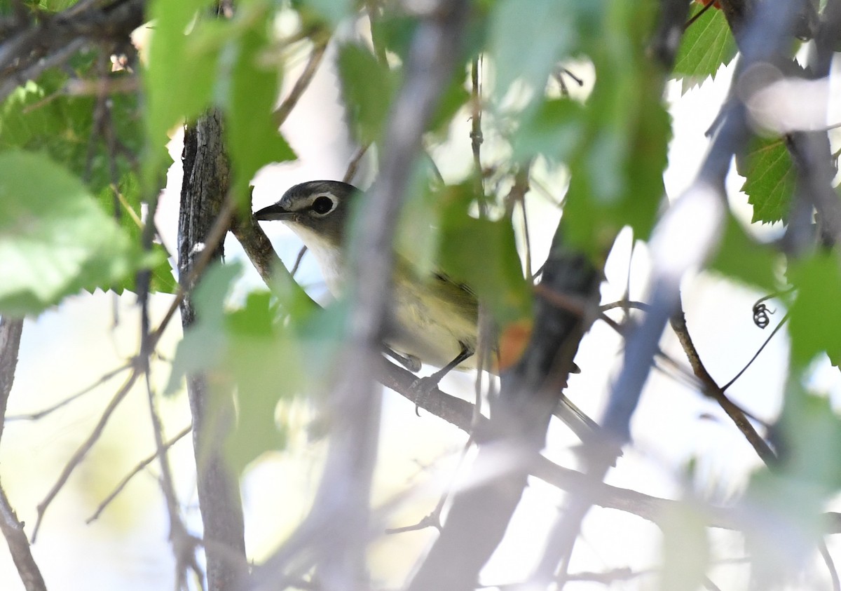Vireo de Cassin - ML643146924