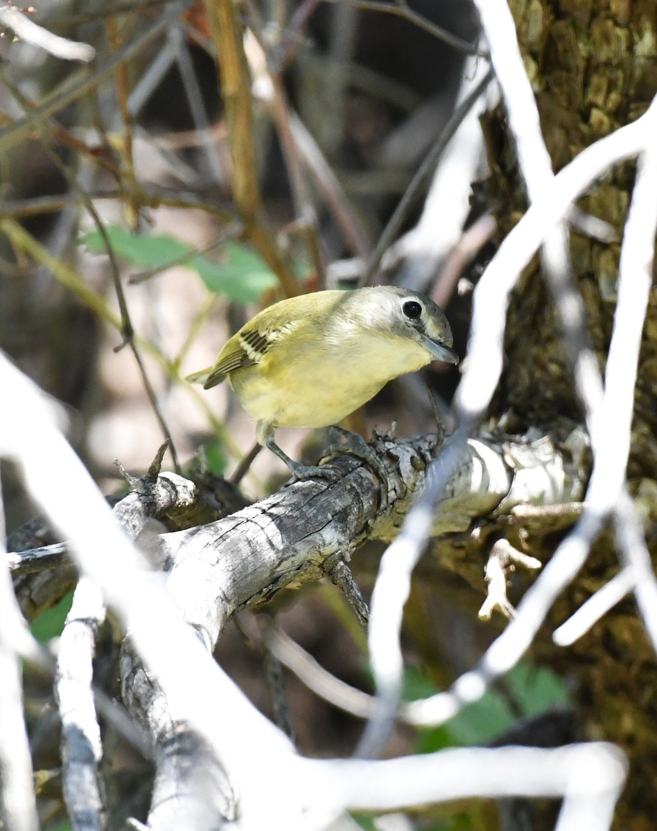Vireo de Cassin - ML643146925