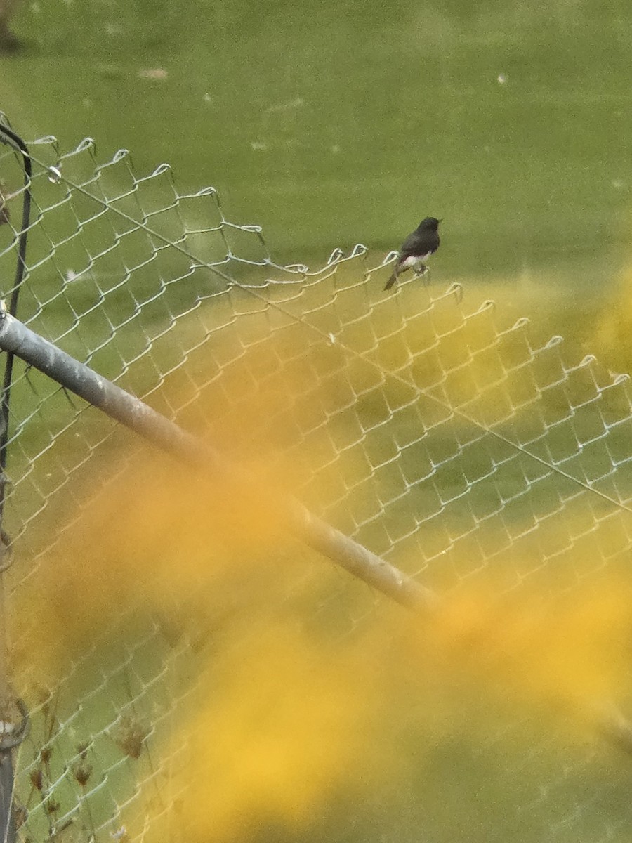 Black Phoebe - ML643146934