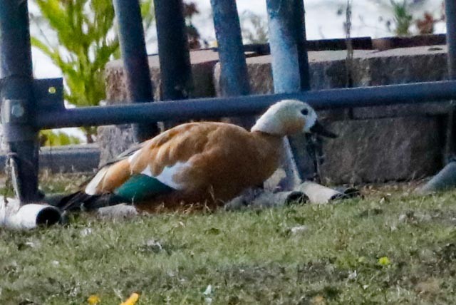 Ruddy Shelduck - ML643146953