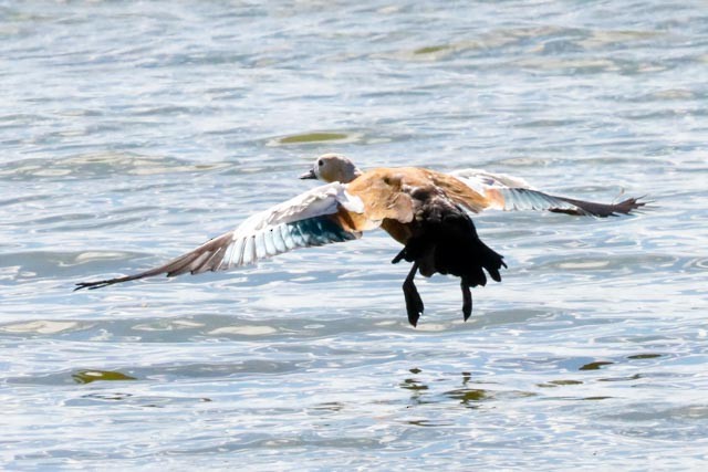 Ruddy Shelduck - ML643146954