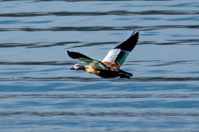 Ruddy Shelduck - ML643146955