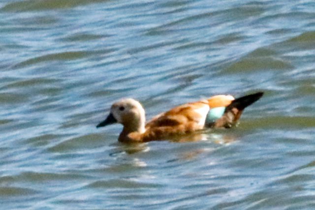 Ruddy Shelduck - ML643146956